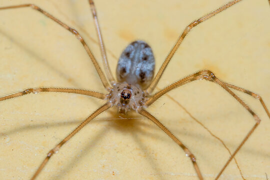 a household spider on the top of a yellow wall