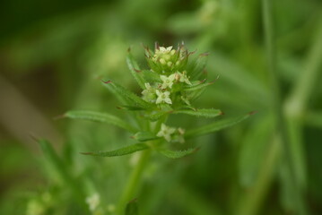 Catchweed (Galium spurium) flowers. Rubiaceae annual plants. Small yellow-green flowers with a diameter of 1.5 mm bloom from May to June.