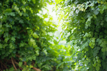 Fototapeta na wymiar Sunlight through green bushes