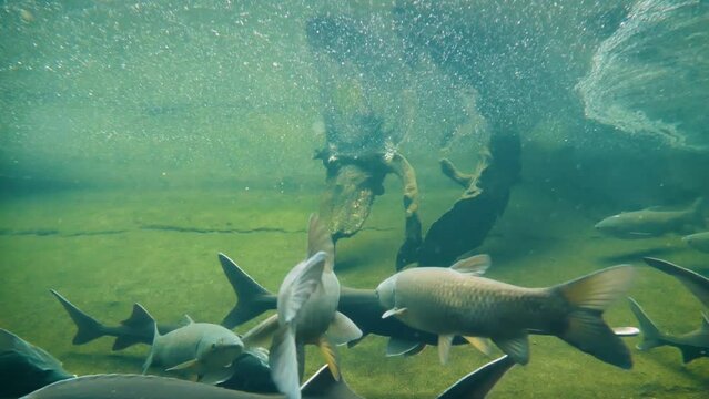 Grass carp (Ctenopharyngodon idella), American paddlefish (Polyodon spathula) and Siberian sturgeon (Acipenser baerii) moving slowly underwater, swimming close to the camera