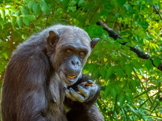 Elderly Female Chimpanzee Eating