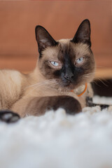 Portrait of a siamese cat at home