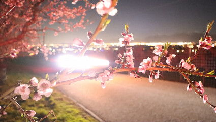 Light Trail Cherry Blossom Branch