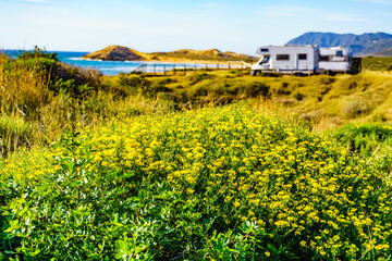 Flowers on coast and camper rv camp on beach in the distance