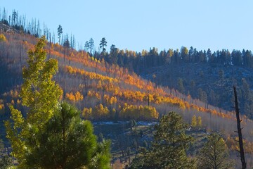 Yellow aspens growing on a burn scar on a hillside near Flagstaff, Arizona 