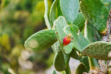 Cactus plants, succulent outdoors