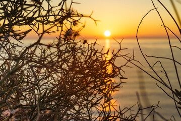 Dry beach plant and sunrise over sea