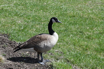Canadian goose walking by the water