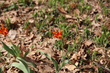 flower in the grass