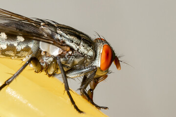 A big fly on the top of a yellow bottle cap