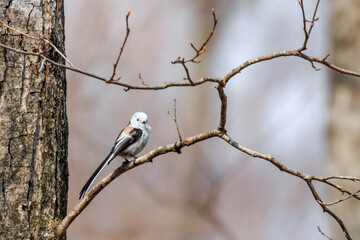 北海道白老町、初春の森で出会ったシマエナガ【4月】