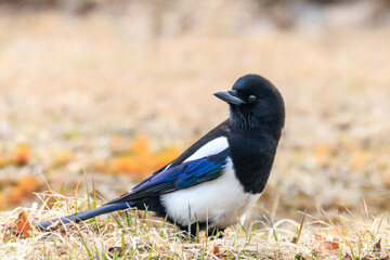 北海道白老町、幸運を運んでくれる喜びの鳥と言われるカササギ【4月】