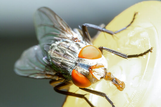 A Big Fly On The Top Of A Yellow Bottle Cap