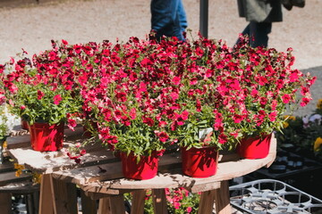 red  flowers composition in pots on a marketplace bench