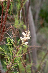 flowers in the forest