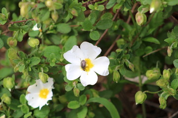 white flowers in the garden
