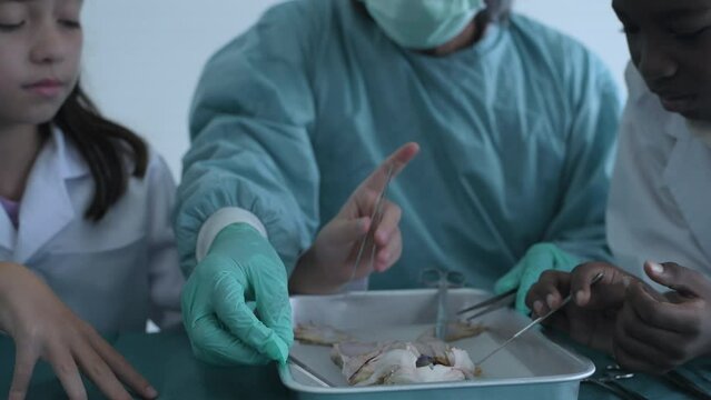 Education concept of 4k Resolution. Researchers are dissecting frogs in a lab. teaching students. physical examination.