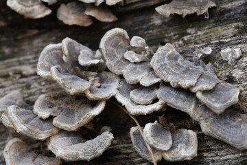 fungus growing on a fallen tree
