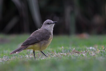 Tyrannus Melancholicus