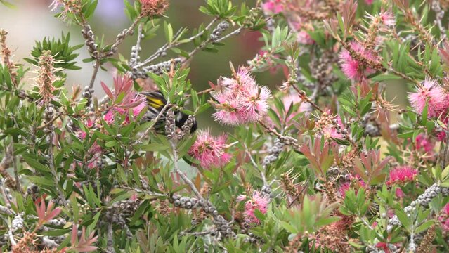 slow motion clip of a new holland honeyeater honeyeater foraging in a pink bottlebrush at a garden of tasmania, australia