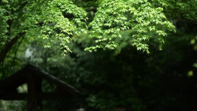 風に揺れる初夏の日本庭園の青もみじ
