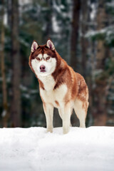 Cute red siberian husky dog on walk in winter forest.