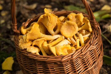 Сhanterelle mushroom in basket in sunlight close up. Edible orange yellow wild chanterelle...