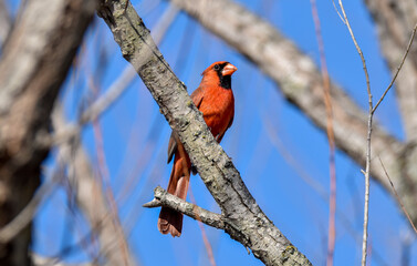 Male Northern Cardinal perched on tree branch
