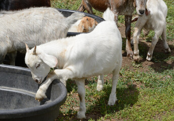 Playful white goat kid pawing water trough about to climb inside