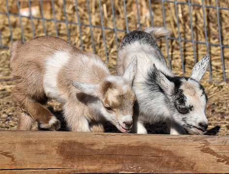 Baby Nigerian Dwarf Goat Sisters 