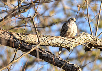 Close up of Inca Dove perching in tree