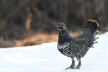 A male Spruce Grouse (Canachites canadensis) struts through Alaska's boreal forest in search of a mate.	