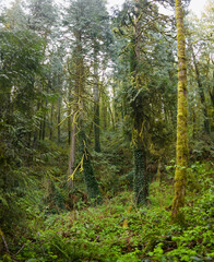 Fototapeta premium A tangle of trees and understory vegetation thrive in Tryon State Park, Lake Oswego, Oregon. This part of the country is home to temperate rainforests which serve as habitats for many species.