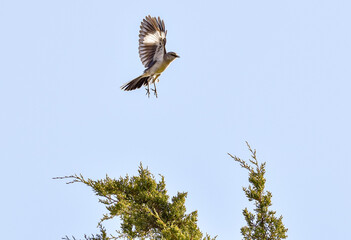 Mockingbird in flight about to land on treetop