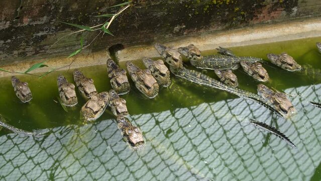 a lot of little crocodile babies. swim in the pool. with muddy water. crocodile farm

