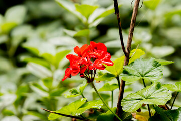 A red flower in a Brazilian park