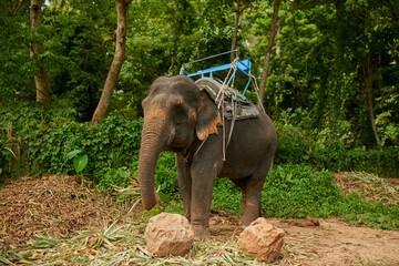 Longing to be free. Shot of an asian elephant with a seat tied to its back.