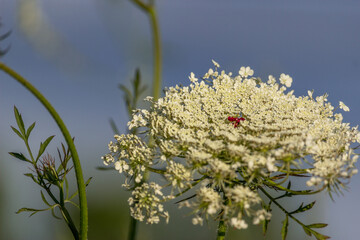 Beautiful wild white carrot flower at the ravine