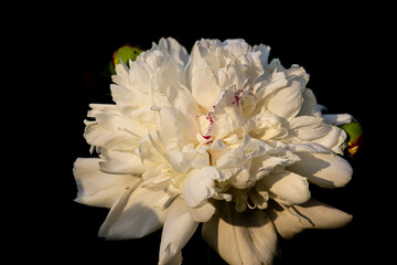 Beautiful Peony flower in the spring