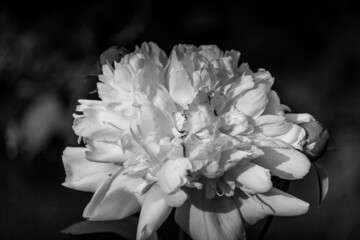 Beautiful Peony flower in the spring