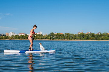 Dog jack russell terrier swims on the board with the owner. A woman and her pet spend time together...