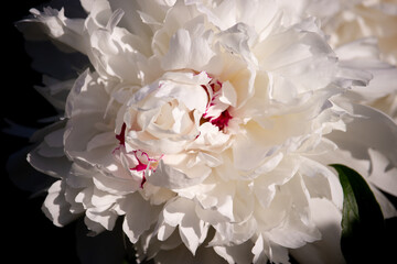 Beautiful Peony flower in the spring