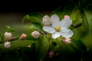 Beautiful white Cherry flower blossom in spring