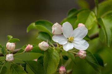 Obraz premium Beautiful white Cherry flower blossom in spring