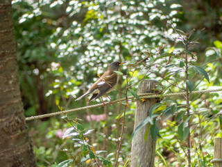 春の公園でシロハラが現れた