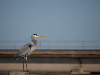 Great Blue Heron in Profile Standing on a Post