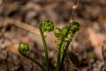 Fresh green fern bud in the spring time