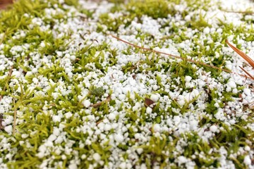Sphagnum Moss Covered in a Fresh Layer of Graupel Snow in Spring
