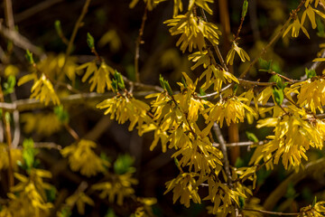 Beautiful yellow Forsythia blooming in the springtime