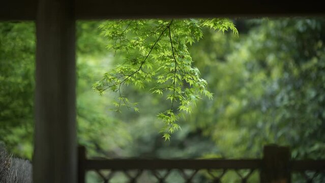 風に揺れる初夏の日本庭園の青もみじ
